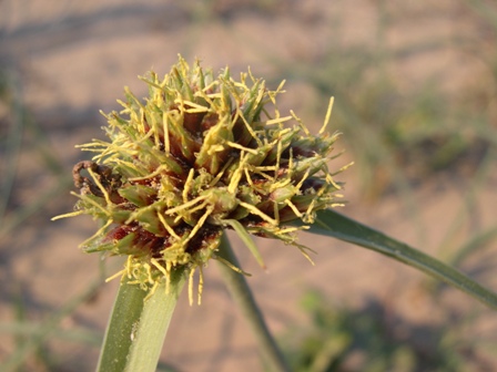 Cyperus capitatus / Zigolo delle spiagge